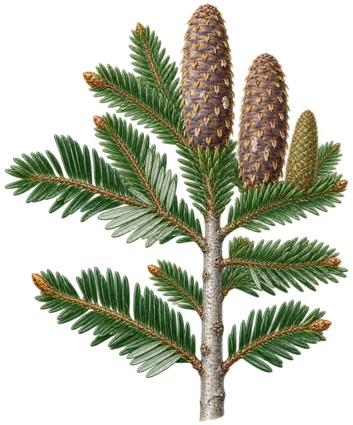 botanical illustration of Silver-Fir, Abies alba