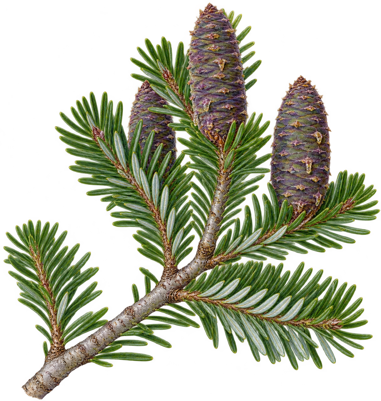 botanical illustration of Balsam Fir, Abies balsamea