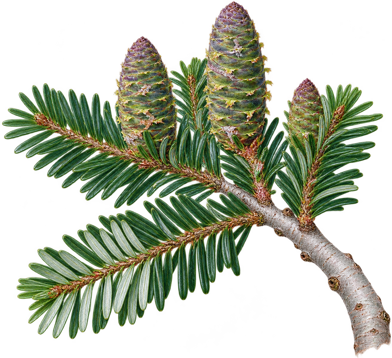 botanical illustration of Japanese Fir, Abies sachalinensis