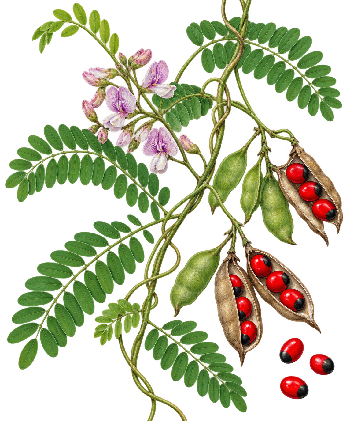 botanical illustration of Crab's Eye, Abrus precatorius