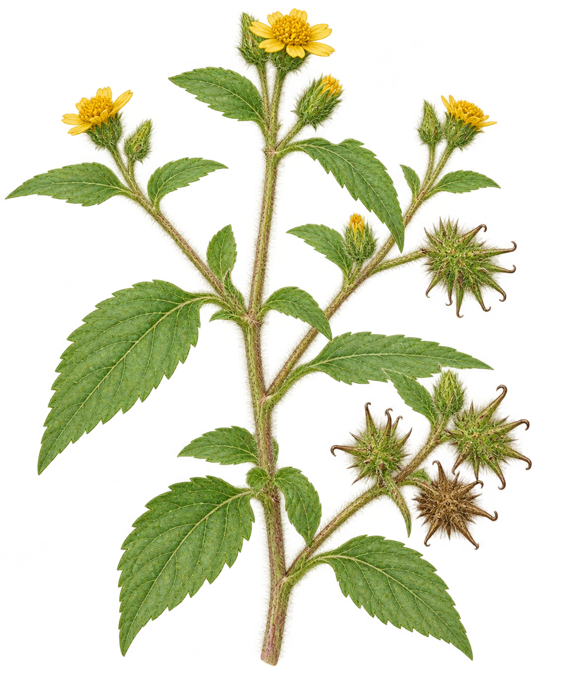 botanical illustration of Acanthospermum hispidum, Acanthospermum hispidum