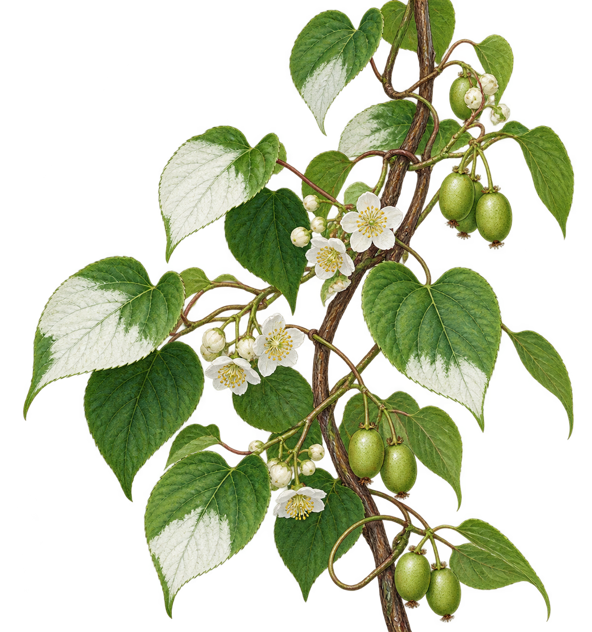 botanical illustration of Cat Powder, Actinidia polygama